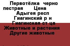 Первотёлка, черно-пестрая  . › Цена ­ 65 000 - Адыгея респ., Гиагинский р-н, Гиагинская ст-ца Животные и растения » Другие животные   